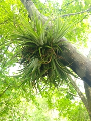 Tillandsia