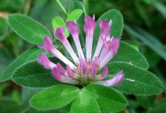 Trifolium medium medium
