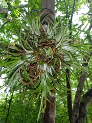 Tillandsia