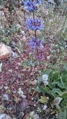 Salvia verticillata