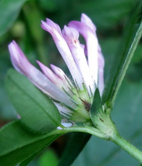 Trifolium medium medium