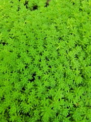 Sedum pallidum