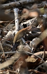 Aspidoscelis guttatus