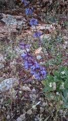 Salvia verticillata