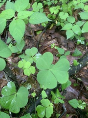 Oxalis grandis
