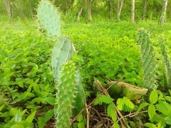 Opuntia