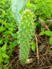 Opuntia