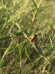 Tituboea sexmaculata
