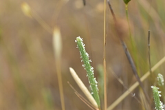 Phleum subulatum