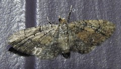 Eupithecia palpata