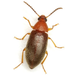 Hymenorus densus