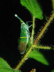 Saiva transversolineata