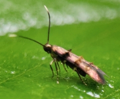 Stilbosis tesquella