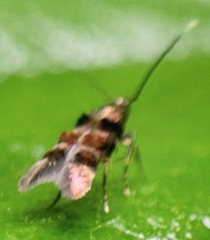 Stilbosis tesquella