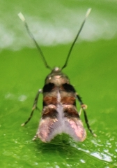 Stilbosis tesquella