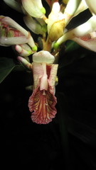 Alpinia calcarata