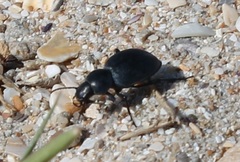Tentyria mucronata