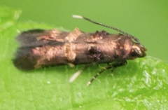 Stilbosis tesquella
