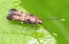 Stilbosis tesquella