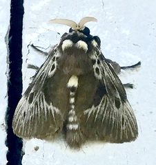 Megalopyge albicollis superba