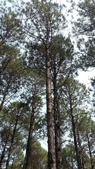 Pinus pseudostrobus