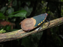 Scamandra polychroma