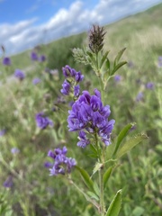 Medicago sativa