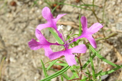 Clarkia pulchella