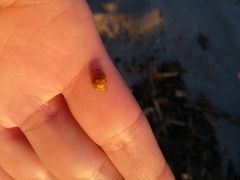 Calvia quindecimguttata