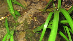 Cryptopotamon anacoluthon