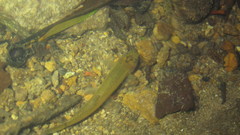 Oreonectes platycephalus