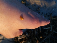 Calvia quindecimguttata