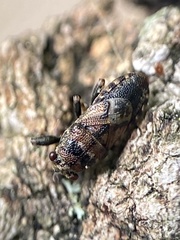 Phlegyas abbreviatus