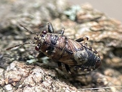 Phlegyas abbreviatus