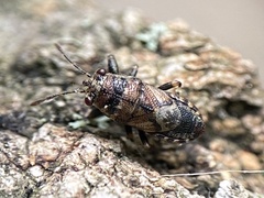 Phlegyas abbreviatus