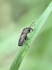 Phlegyas abbreviatus