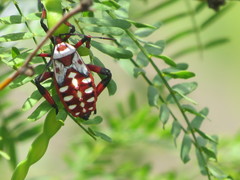 Pachylis neocalifornicus