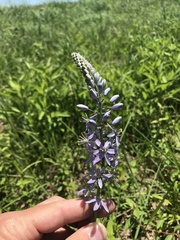 Camassia angusta
