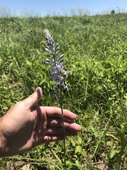 Camassia angusta