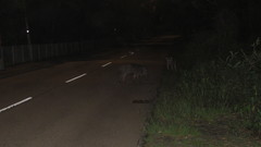 Sus scrofa moupinensis