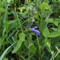 Salvia laevis