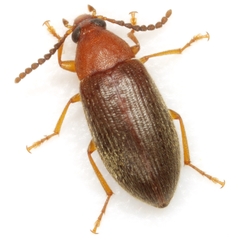 Hymenorus densus