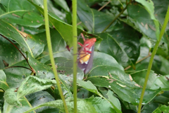 Kalidasa nigromaculata