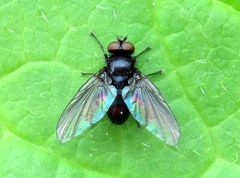 Anthomyiopsis nigrisquamata