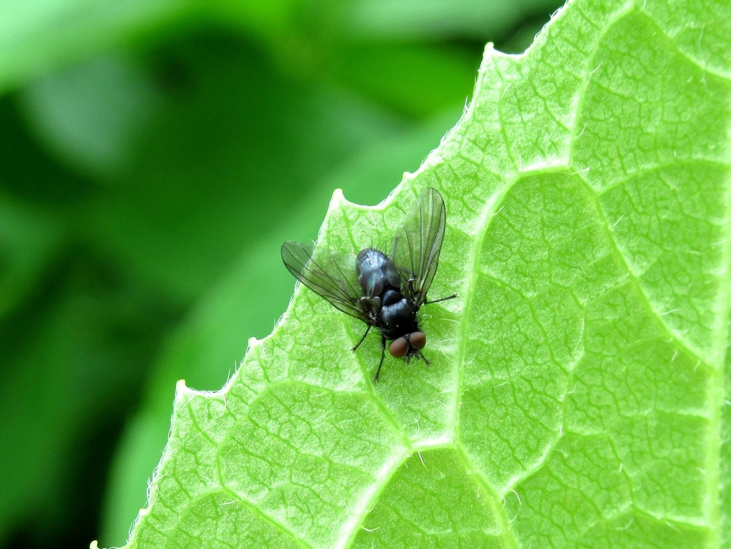 Anthomyiopsis