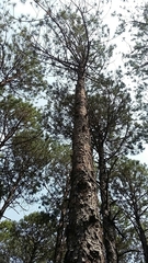 Pinus pseudostrobus