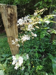Rubus argutus
