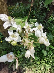 Rubus argutus