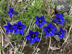 Gentiana acaulis