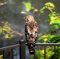 Buteo lineatus
